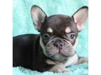 French Bulldog Puppy for sale in Dallas, TX, USA