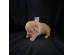 Golden Retriever Puppy for sale in North Port, FL, USA