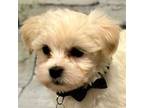 Mutt Puppy for sale in Mertzon, TX, USA
