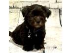 Mutt Puppy for sale in Mertzon, TX, USA