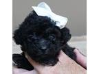 Poodle (Toy) Puppy for sale in Colcord, OK, USA