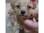 Maltipoo Puppy for sale in Colcord, OK, USA