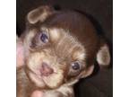 Wapoo Puppy for sale in Dayton, OH, USA