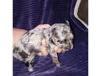Wapoo Puppy for sale in Dayton, OH, USA