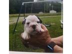Bulldog Puppy for sale in French Creek, WV, USA