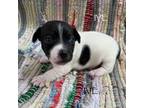 Parson Russell Terrier Puppy for sale in Westville, OK, USA