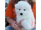 Samoyed Puppy for sale in Rising Sun, IN, USA