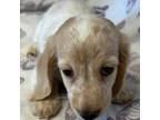 Dachshund Puppy for sale in Lancing, TN, USA