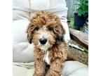 Goldendoodle Puppy for sale in South Orange, NJ, USA