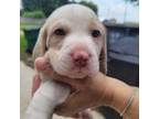 Beagle Puppy for sale in Chico, TX, USA