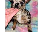 Chihuahua Puppy for sale in Cincinnati, OH, USA