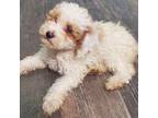 Poodle (Toy) Puppy for sale in Goshen, IN, USA