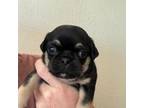 Pug Puppy for sale in Lockhart, TX, USA