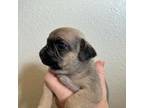 Pug Puppy for sale in Lockhart, TX, USA