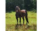 Breckin - 8 Year Old Quarter Horse