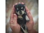 Schnauzer (Miniature) Puppy for sale in Athens, AL, USA