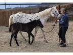2024 Appaloosa Black colt with white feathering across hips