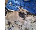 Pug Puppy for sale in Eaton Rapids, MI, USA