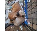 Pug Puppy for sale in Eaton Rapids, MI, USA