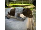German Shorthaired Pointer Puppy for sale in Fort Belvoir, VA, USA