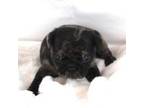 Pug Puppy for sale in Hartselle, AL, USA
