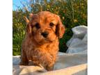 Cavapoo Puppy for sale in Visalia, CA, USA