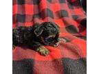 Yorkshire Terrier Puppy for sale in Woodway, TX, USA