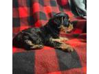 Yorkshire Terrier Puppy for sale in Woodway, TX, USA