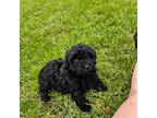 Havanese Puppy for sale in Paducah, KY, USA