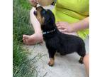 Rottweiler Puppy for sale in Saginaw, MI, USA
