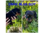 Dark blue boy