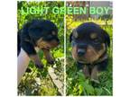 Light green boy