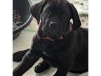 Cane Corso Puppy for sale in Buckley, WA, USA