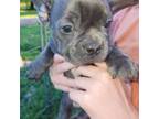 French Bulldog Puppy for sale in Scottsville, KY, USA