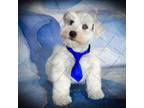 Schnauzer (Miniature) Puppy for sale in Tremonton, UT, USA