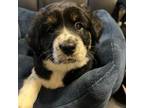 English Springer Spaniel Puppy for sale in Lubbock, TX, USA