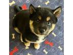 Shiba Inu Puppy for sale in Lubbock, TX, USA
