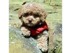 Poodle (Toy) Puppy for sale in Glasgow, KY, USA