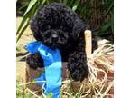 Poodle (Toy) Puppy for sale in Glasgow, KY, USA