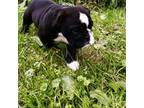 Bulldog Puppy for sale in French Creek, WV, USA
