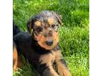 Airedale Terrier Puppy for sale in Ticonderoga, NY, USA