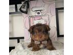Chorkie Puppy for sale in Chino, CA, USA