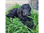 Goldendoodle Puppy for sale in Purcell, OK, USA