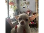 Chihuahua Puppy for sale in Mesa, AZ, USA