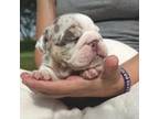 Bulldog Puppy for sale in Whiting, KS, USA