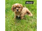 Cavalier King Charles Spaniel Puppy for sale in New Vienna, OH, USA