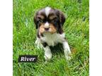 Cavalier King Charles Spaniel Puppy for sale in New Vienna, OH, USA
