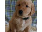 Golden Retriever Puppy for sale in Monroe, NC, USA