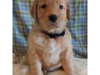 Golden Retriever Puppy for sale in Monroe, NC, USA