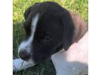 German Shorthaired Pointer Puppy for sale in Buckner, MO, USA